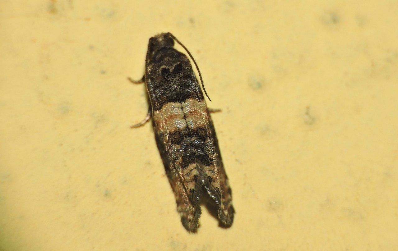 Tortricidae - Piniphila bifasciana